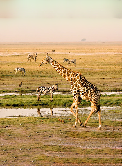 Chobe National Park, Botswana