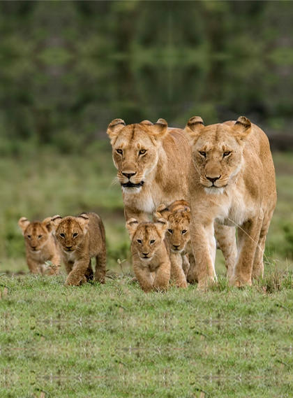 Maasai Mara National Reserve, Kenya
