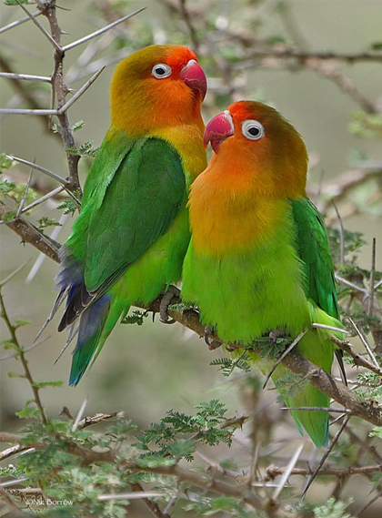 Serengeti National Park, Tanzania
