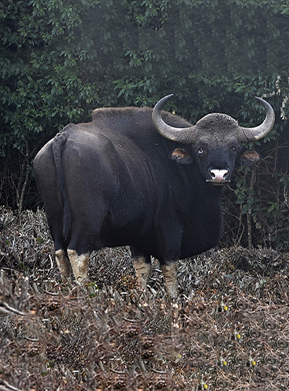 assets/images/wildlife-safari/10images/bandhavgarh-gaur.png