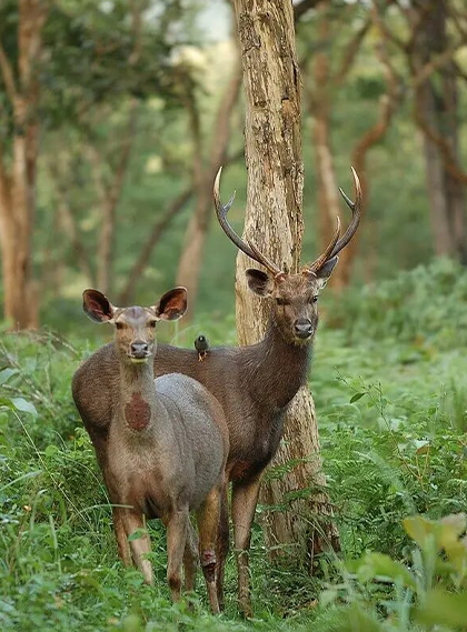 assets/images/wildlife-safari/10images/jim-corbett-national-park.png